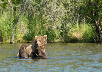 Naklejka na ściany i meble Alaskan brown bear sow and cubs