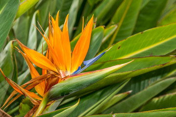 Blüte einer Strelitzia vor grünen Blättern