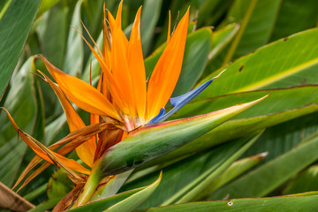 Blüte einer orangefarbenen Strelitzia vor grünen Blättern
