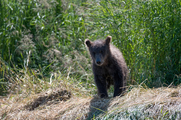 Alaskan brown bear cub on shore
