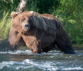 Plakat Alaskan brown bear fishing