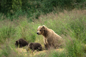 Fototapeta na wymiar Alaskan brown bear sow with cubs