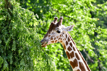 Giraffe