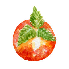 fresh persimmon illustration. Hand drawn watercolor on white background.