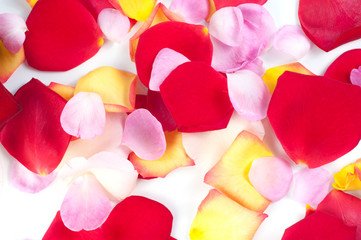 Rose petals on a  white background