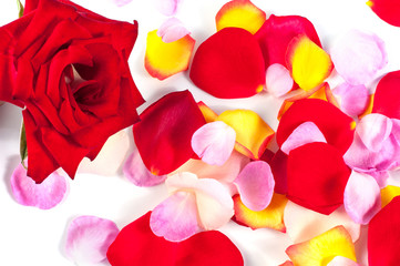 Fototapeta na wymiar Rose and petals on a white background