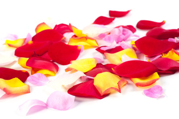 Rose petals on white background
