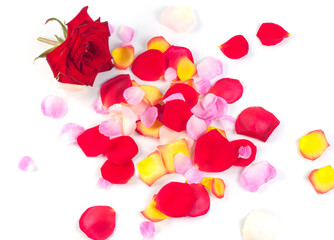 Rose and petals on a white background