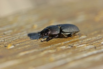 Weiblicher Balkenschröter (Dorcus parallelipipedus)