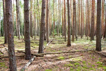 morning in a pine forest
