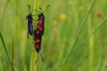 Fototapeta premium Hornklee-Widderchen, Zygaena lonicerae