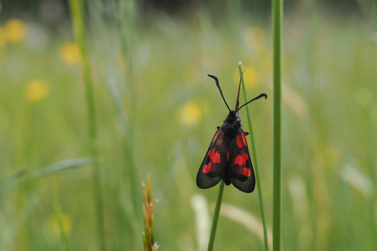 Hornklee-Widderchen, Zygaena lonicerae