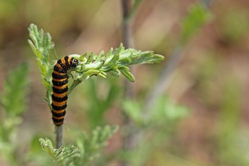 Raupe des Jakobskrautbären (Tyria jacobaeae)
