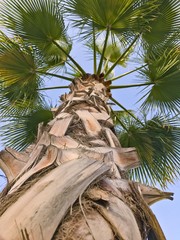 looking up a palm tree