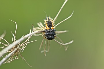 Larve des Asiatischen Marienkäfers (Harmonia axyridis)