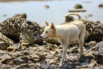 Young white dog walking in the water at shallow sea beach.