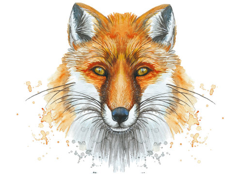 Painted with a watercolor drawing of a red fox, the head of a fox, for printshop, interesting decor, a bright animal picture