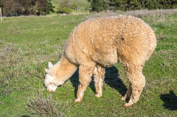 Obraz na płótnie Canvas Alpaca's are a native animal of South America that resembles a small llama