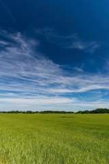 Long white clouds over a field with young corn plants