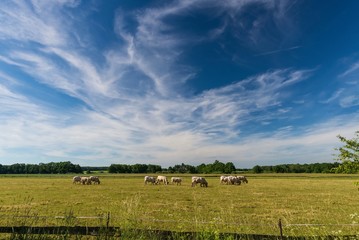 Fototapeta na wymiar Long white clouds over a meadow with grazing bulls