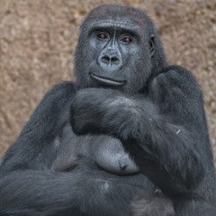 Obraz premium Portrait of powerful African gorilla