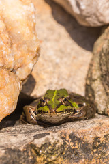 Single big green frog sits in on stone