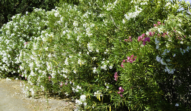 Oleander white flower Trees 