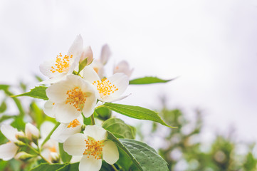 Obraz na płótnie Canvas Flowering bush of jasmine