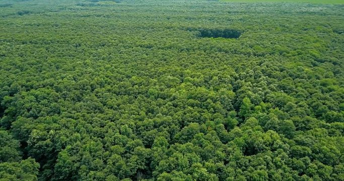 Aerial Drone View Of Forest Trees Landscape In Summer