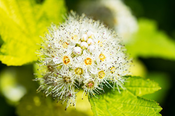 Closeup of spirea japonica flower