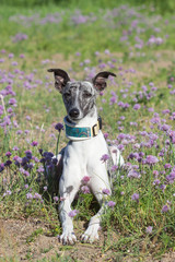  whippet / Gray-white whippet lies on the meadow