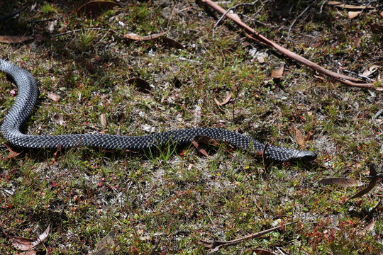 Schwarze Tigerotter