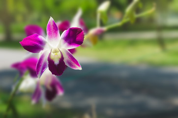 beautiful orchid flower and green leaves with green background in the park, queen of  flower in nature.