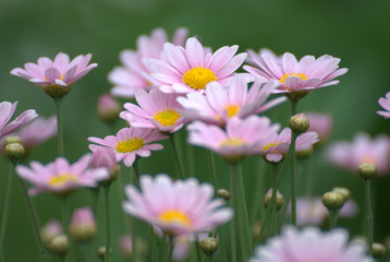 Fototapeta premium Beautiful pink flowers with a colorful background