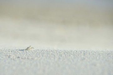 Little crab on the beach