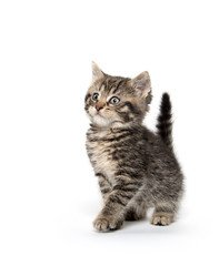 Fototapeta premium Cute tabby kitten sitting on white