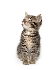 Cute tabby kitten sitting on white