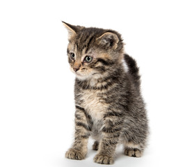 Cute tabby kitten sitting on white