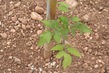 Giovane pianta di pomodoro 