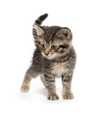 Obraz premium Cute tabby kitten on white