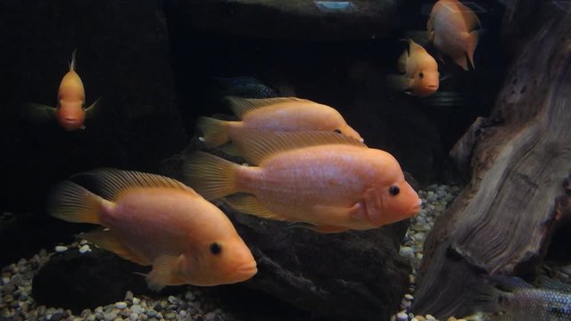 cichlid, Tropical fish yellow Cichlid,( Amphilophus citrinellus)