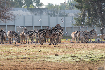 Fototapeta premium Morning Tour at Safari Ramat Gan