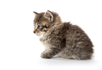 Cute baby tabby kitten