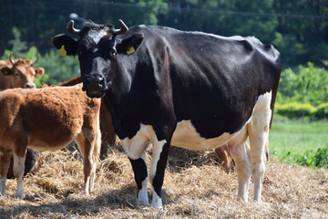 Cow on a pasture in the countryside