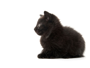 Black kitten laying down on white background