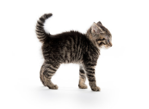 Tabby Kitten Arching Back