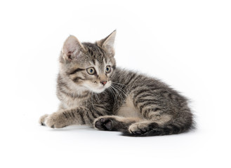 Cute tabby on white