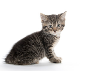 Fototapeta na wymiar Cute tabby kitten on white background