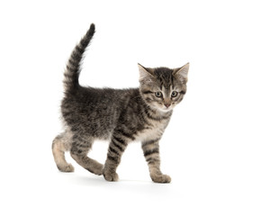 Obraz premium Cute tabby on white