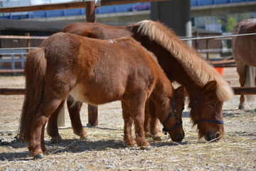 Caballos en la hípica
